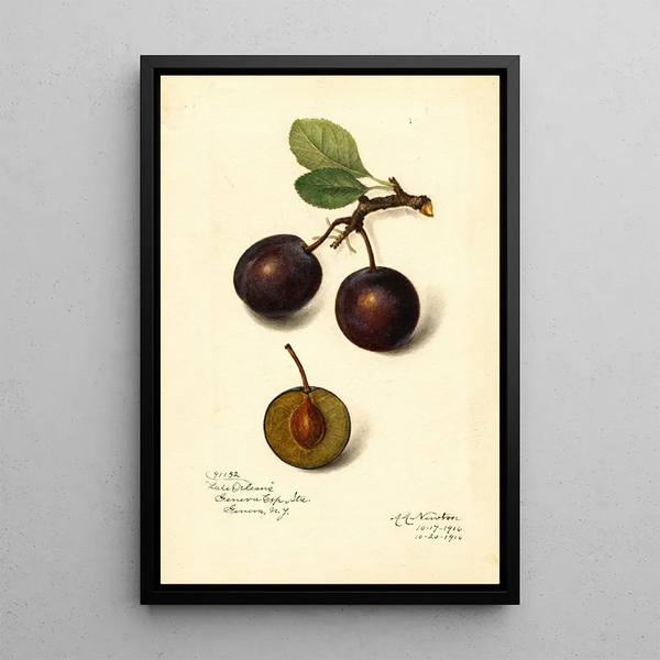 Reproduktion av målningen Prunus domestica Late Orleans - Amanda Almira Newton