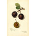 Reproduktion av målningen Prunus domestica Late Orleans - Amanda Almira Newton