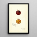 Reproduktion av målningen Prunus domestica Mammoth Gold - Amanda Almira Newton