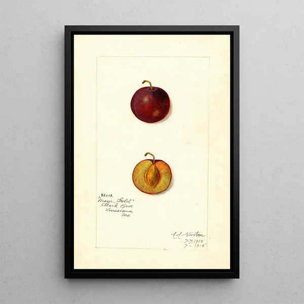 Reproduktion av målningen Prunus domestica Mammoth Gold - Amanda Almira Newton