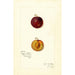 Reproduktion av målningen Prunus domestica Mammoth Gold - Amanda Almira Newton