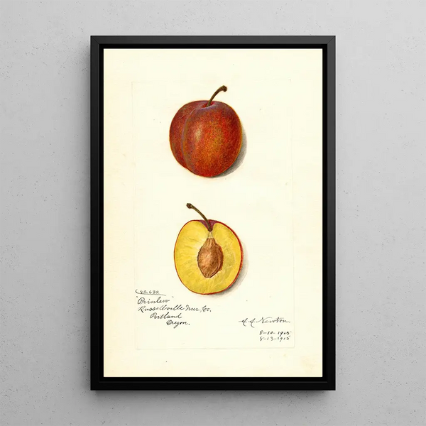 Reproduktion av målningen Prunus domestica Prinlew - Amanda Almira Newton