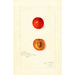 Reproduktion av målningen Prunus domestica Wild Goose - Amanda Almira Newton