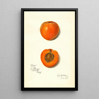 Amanda Almira Newton - Prunus mume Sharpe.webp