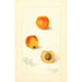 Prunus mume Variété 9834 - Amanda Almira Newton — vy av konstverket