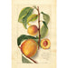 Prunus persica - Amanda Almira Newton — vy av konstverket