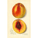 Prunus persica J - Amanda Almira Newton — vy av konstverket
