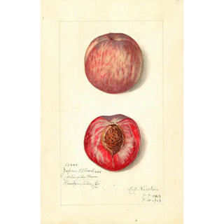 Amanda Almira Newton - Prunus persica Japan Blood.webp