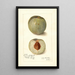 Reproduktion av målningen Prunus persica Mammoth Heath - Amanda Almira Newton