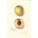 Prunus persica Sans Nom - Amanda Almira Newton — vy av konstverket