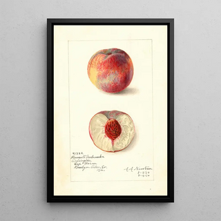 Amanda Almira Newton - Prunus persica Russell Nebraska.webp