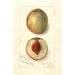 Prunus persica Southern Early - Amanda Almira Newton — vy av konstverket
