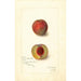 Prunus persica Yellow Rare Ripe - Amanda Almira Newton — vy av konstverket
