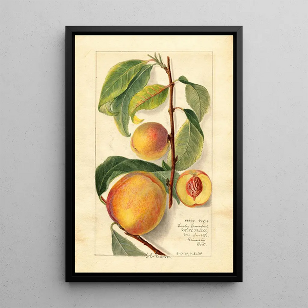 Prunus persica - Amanda Almira Newton — inramlat konstverk på väggen