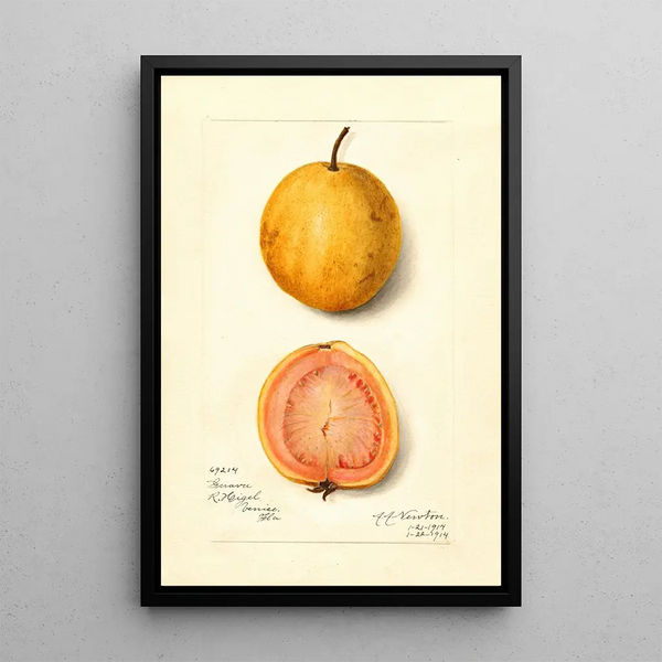 Reproduktion av målningen Psidium guajava Goyave - Amanda Almira Newton