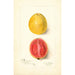 Psidium guajava Chair Rouge - Amanda Almira Newton — vy av konstverket