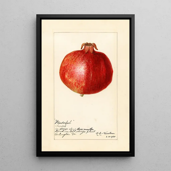 Reproduktion av målningen Punica granatum Wonderful - Amanda Almira Newton