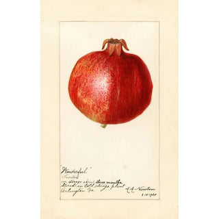 Amanda Almira Newton - Punica granatum Wonderful.webp