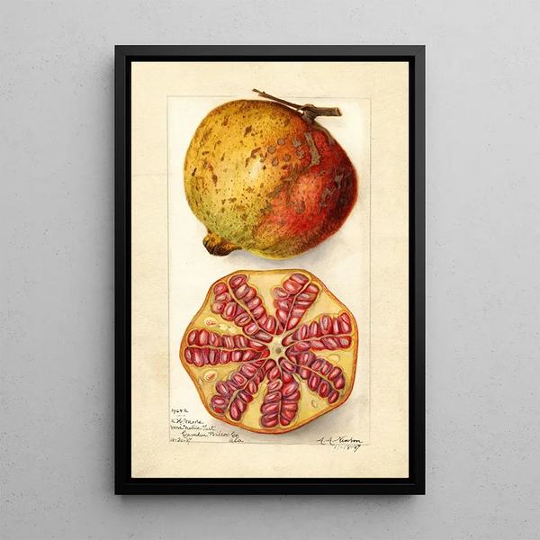 Punica granatum - Amanda Almira Newton — inramlat konstverk på väggen