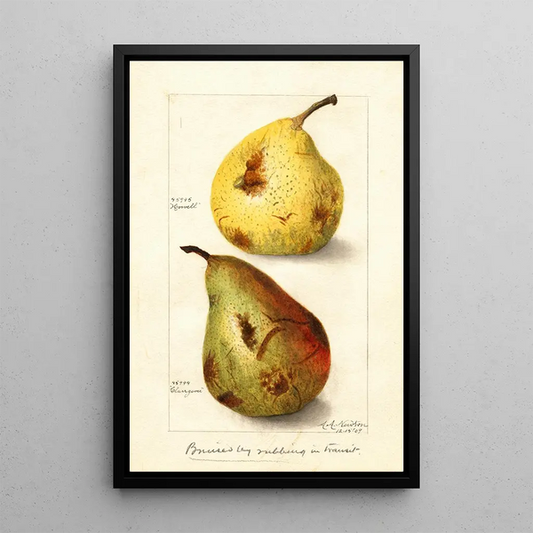 Reproduktion av målningen Pyrus communis - Amanda Almira Newton