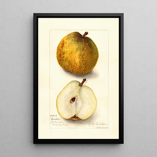 Amanda Almira Newton - Pyrus communis Easter.webp