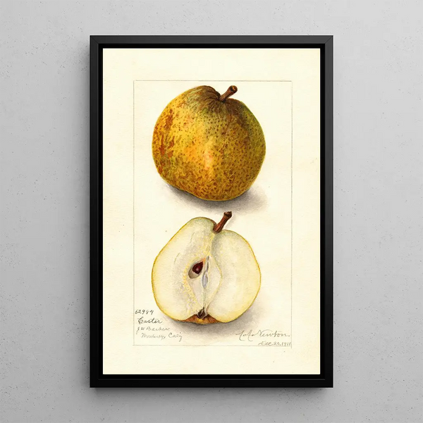 Reproduktion av målningen Pyrus communis Easter - Amanda Almira Newton