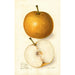 Pyrus communis Japan Golden Russet - Amanda Almira Newton — vy av konstverket