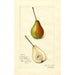 Pyrus communis Rostiezer - Amanda Almira Newton — vy av konstverket