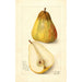 Reproduktion av målningen Pyrus communis Souvenir du Congrès - Amanda Almira Newton