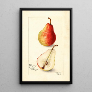 Amanda Almira Newton - Pyrus communis Wilder Early.webp