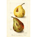 Reproduktion av målningen Pyrus communis - Amanda Almira Newton