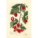 Rubus - Amanda Almira Newton — vy av konstverket
