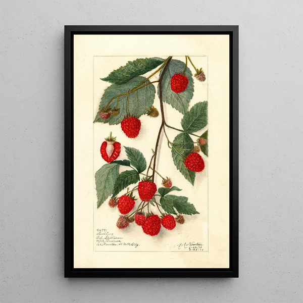 Rubus - Amanda Almira Newton — inramlat konstverk på väggen