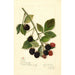Rubus Joy - Amanda Almira Newton — vy av konstverket