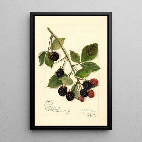 Rubus Joy - Amanda Almira Newton — inramlat konstverk på väggen