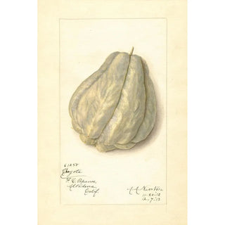 Amanda Almira Newton - Sechium edule.webp