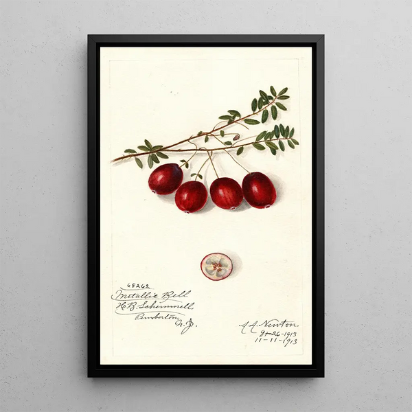 Vaccinium macrocarpon Metallic Bell - Amanda Almira Newton — inramlat konstverk på väggen