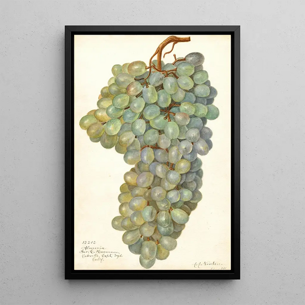 Reproduktion av målningen Vitis Almeria - Amanda Almira Newton