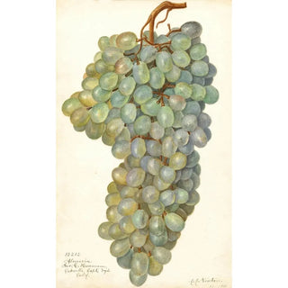 Amanda Almira Newton - Vitis Almeria.webp