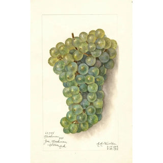Amanda Almira Newton - Vitis Backman.webp
