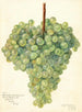 Vitis Clarette à Gros Grains - Amanda Almira Newton — vy av konstverket