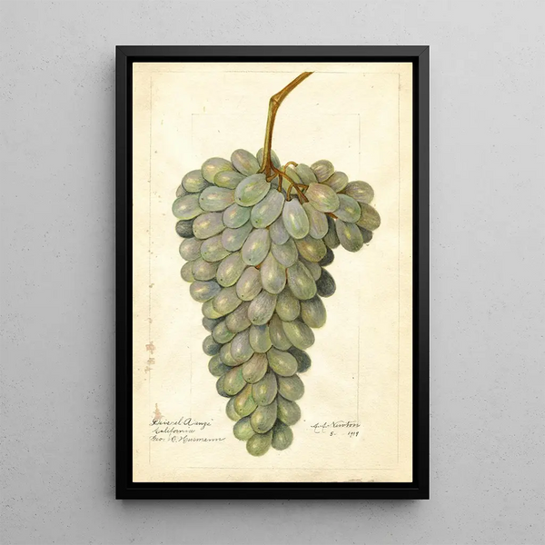 Reproduktion av målningen Vitis Deis El Aunze - Amanda Almira Newton