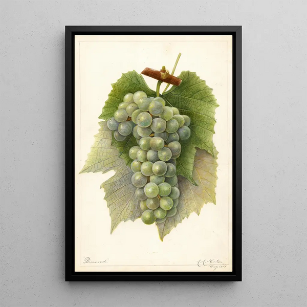 Reproduktion av målningen Vitis Diamond - Amanda Almira Newton