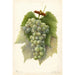 Reproduktion av målningen Vitis Diamond - Amanda Almira Newton