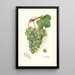 Reproduktion av målningen Vitis Geraldine - Amanda Almira Newton