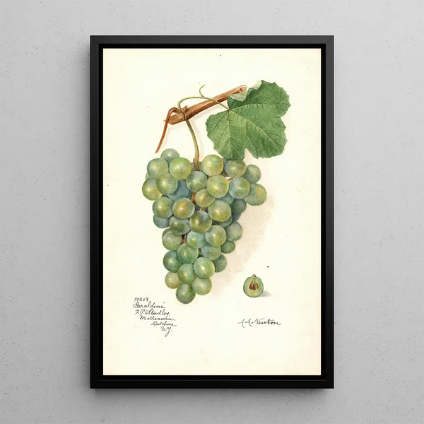 Reproduktion av målningen Vitis Geraldine - Amanda Almira Newton