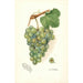 Reproduktion av målningen Vitis Geraldine - Amanda Almira Newton