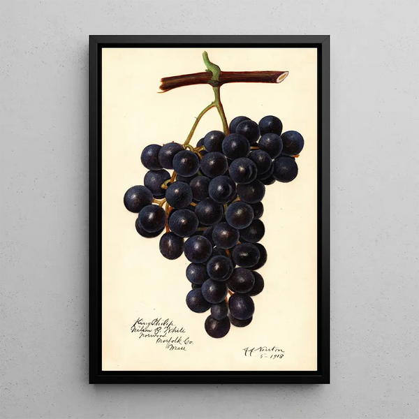 Reproduktion av målningen Vitis King Philip - Amanda Almira Newton