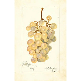 Amanda Almira Newton - Vitis Kurtelaska.webp