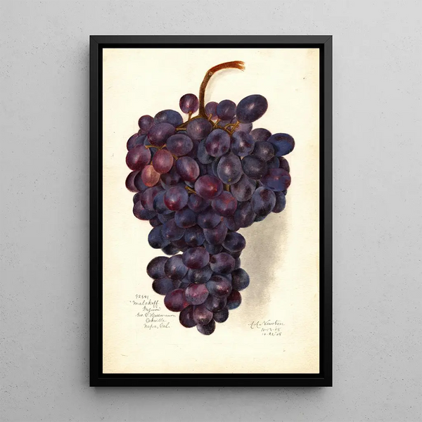 Reproduktion av målningen Vitis Malakoff Isjum - Amanda Almira Newton